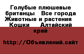 Голубые плюшевые британцы - Все города Животные и растения » Кошки   . Алтайский край